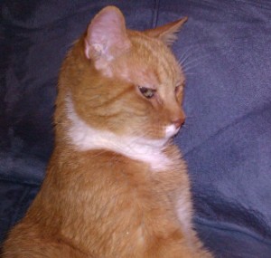 Cat - Narenge