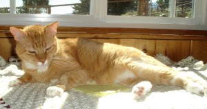 Our Orange Kitty with FIV and Lymphoma May 2011